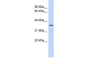 Image no. 1 for anti-Matrix Metallopeptidase 23B (MMP23B) (Middle Region) antibody (ABIN635532)