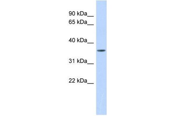 MMP23B anticorps  (Middle Region)