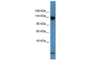 Image no. 1 for anti-Basonuclin 1 (BNC1) (C-Term) antibody (ABIN2777837)