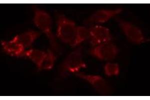 Image no. 1 for anti-Mitochondrial Ribosomal Protein L44 (MRPL44) antibody (ABIN6258520)