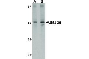Image no. 1 for anti-Jumonji Domain Containing 6 (JMJD6) (N-Term) antibody (ABIN6656863)