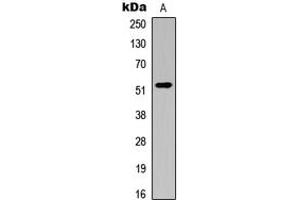 Image no. 3 for anti-Autophagy related 4C Cysteine Peptidase (ATG4C) (N-Term) antibody (ABIN2707346)