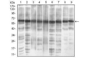 Image no. 3 for anti-Eukaryotic Translation Initiation Factor 2A, 65kDa (EIF2A) (AA 448-576) antibody (ABIN1724933)