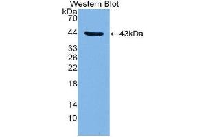 Image no. 1 for anti-Glycophorin C (GYPC) (AA 1-95) antibody (ABIN1859105)