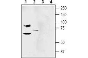 Western blot analysis of mouse brain membranes (lanes 1 and 3) and human SH-SY5Y neuroblastoma cell line lysate (lanes 2 and 4): - 1-2.