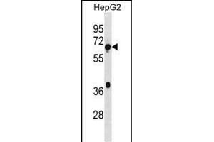 TBC1D3F Antibody (Center) (ABIN1538302 and ABIN2838342) western blot analysis in HepG2 cell line lysates (35 μg/lane).