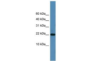 Image no. 1 for anti-SFRS12-Interacting Protein 1 (SFRS12IP1) (N-Term) antibody (ABIN2786332)