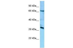 Image no. 1 for anti-DCN1, Defective in Cullin Neddylation 1, Domain Containing 4 (DCUN1D4) (Middle Region) antibody (ABIN2788475)