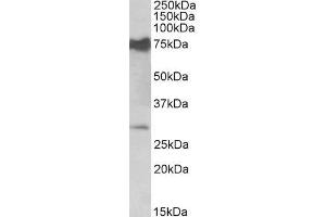 anti-Nicotinamide Nucleotide Adenylyltransferase 3 (NMNAT3) (Internal Region) antibody