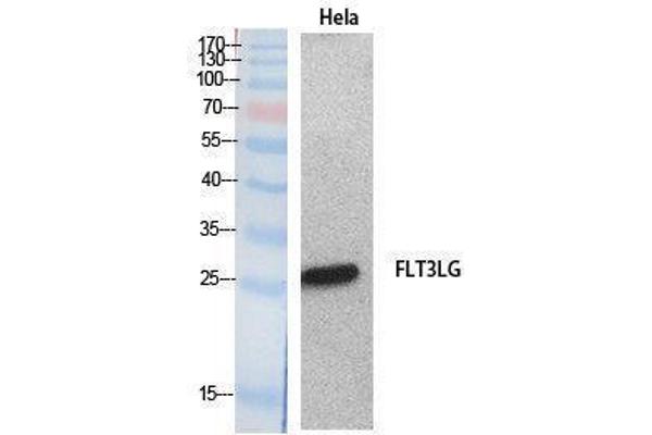 anti-Fms-Related tyrosine Kinase 3 Ligand (FLT3LG) (Internal Region) antibody