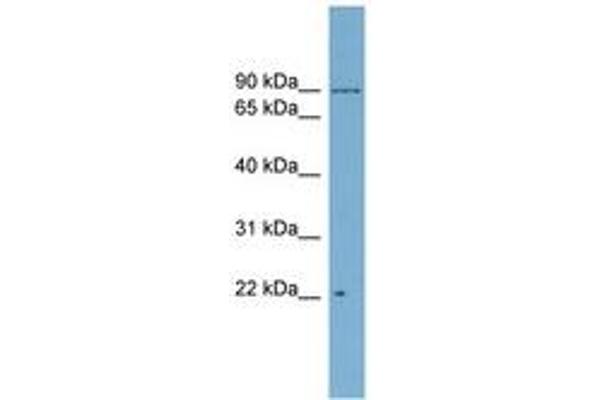 C12orf11 antibody  (AA 251-300)