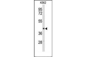 Image no. 3 for anti-Ectonucleoside Triphosphate diphosphohydrolase 2 (ENTPD2) (AA 92-122), (N-Term) antibody (ABIN952090)