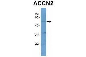 Image no. 4 for anti-Amiloride-Sensitive Cation Channel 2, Neuronal (ACCN2) (N-Term) antibody (ABIN2776229)
