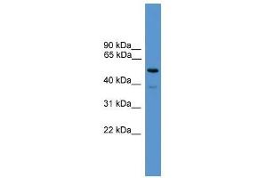 Image no. 1 for anti-Synaptotagmin II (SYT2) (C-Term) antibody (ABIN929248)