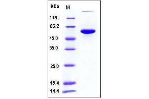 Image no. 1 for Prolyl 4-Hydroxylase, beta Polypeptide (P4HB) (AA 1-505) (Active) protein (His tag) (ABIN2003457)