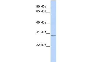 Image no. 1 for anti-Inositol(myo)-1(or 4)-Monophosphatase 2 (IMPA2) (Middle Region) antibody (ABIN2787601)