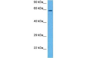 Image no. 4 for anti-Potassium Voltage-Gated Channel, KQT-Like Subfamily, Member 1 (KCNQ1) (N-Term) antibody (ABIN2776085)