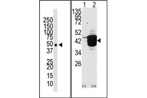 Image no. 2 for anti-Histone Deacetylase 11 (HDAC11) (N-Term) antibody (ABIN356659)