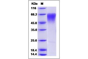 Image no. 1 for Triggering Receptor Expressed On Myeloid Cells 4 (TREM4) (AA 1-247) protein (ABIN2005665)