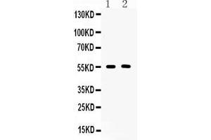 Image no. 1 for anti-Basigin (Ok Blood Group) (BSG) (AA 138-323) antibody (ABIN5518743)
