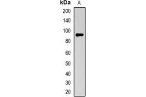Image no. 3 for anti-Melanoma Antigen Family D, 1 (MAGED1) antibody (ABIN3198234)