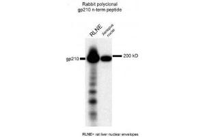 Image no. 2 for anti-Nucleoporin 210kDa (NUP210) (N-Term) antibody (ABIN108646)