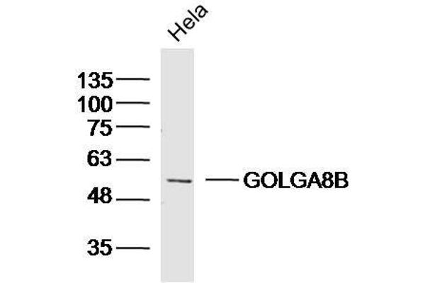 GOLGA8B 抗体  (AA 511-603)
