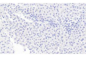 Image no. 3 for anti-Monoglyceride Lipase (MGLL) (Internal Region) antibody (ABIN334436)