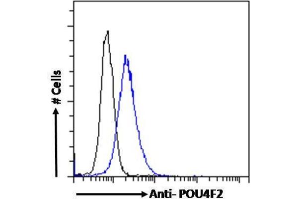 anti-POU Domain, Class 4, Transcription Factor 2 (POU4F2) (Internal Region) antibody