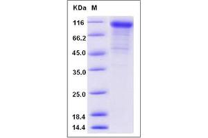 Image no. 1 for K-Cadherin (CDH6) (AA 1-615) protein (His tag) (ABIN2008478)