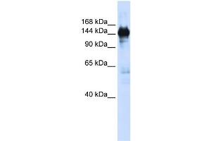 Image no. 3 for anti-Phosphoribosylformylglycinamidine Synthase (PFAS) (N-Term) antibody (ABIN2782529)