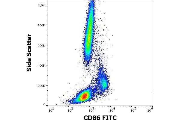 anti-CD86 (CD86) antibody (FITC)