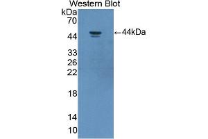 Image no. 1 for anti-Sirtuin 7 (SIRT7) (AA 1-400) antibody (ABIN1870902)