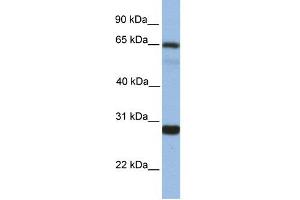 MED4 antibody  (Middle Region)