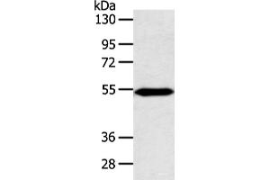 Western blot analysis of Mouse heart tissue using ZNF239 Polyclonal Antibody at dilution of 1:800
