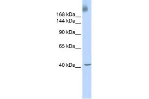 Image no. 2 for anti-TAF1 RNA Polymerase II, TATA Box Binding Protein (TBP)-Associated Factor, 250kDa (TAF1) (Middle Region) antibody (ABIN2779666)