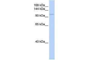 anti-TATA Element Modulatory Factor 1 (TMF1) (Middle Region) antibody