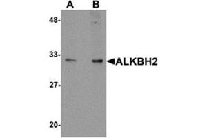 Image no. 1 for anti-AlkB, Alkylation Repair Homolog 2 (ALKBH2) (C-Term) antibody (ABIN783675)