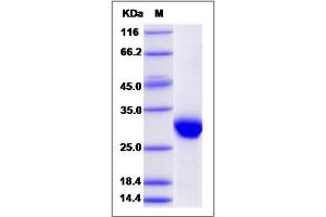 Image no. 1 for Apolipoprotein A-I (APOA1) (AA 25-267), (Mature) protein (His tag) (ABIN2003220)