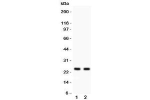 Image no. 2 for anti-RAB3A, Member RAS Oncogene Family (RAB3A) (AA 192-220) antibody (ABIN3032423)