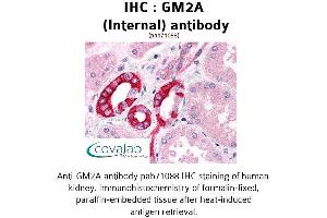 Image no. 2 for anti-GM2 Ganglioside Activator (GM2A) (Internal Region) antibody (ABIN1734834)