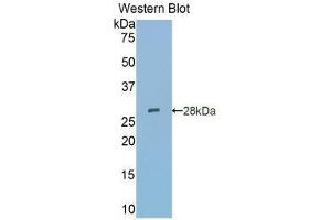SIGLEC5 antibody  (AA 147-335)