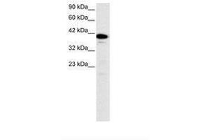 Image no. 3 for anti-Nuclear Transcription Factor Y, alpha (NFYA) (C-Term) antibody (ABIN6735785)