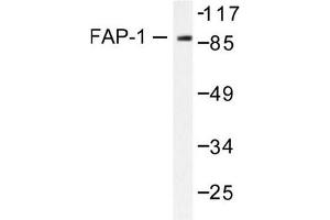 Image no. 1 for anti-Protein tyrosine Phosphatase, Non-Receptor Type 13 (APO-1/CD95 (Fas)-Associated Phosphatase) (PTPN13) antibody (ABIN265414)