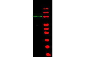 Western blot using  Affinity Purified anti-BACH1 antibody shows detection of a band at ~105 kDa (lane 1) corresponding to human BACH1 present in a 293 whole cell lysate (arrowhead).