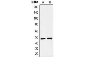 Image no. 1 for anti-G Protein-Coupled Receptor 19 (GPR19) (C-Term) antibody (ABIN2704854)