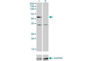 Image no. 3 for anti-Nuclear Receptor Subfamily 2, Group C, Member 2 (NR2C2) (AA 43-152) antibody (ABIN563251)