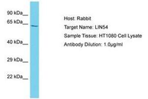Image no. 1 for anti-Lin-54 Homolog (LIN54) (AA 354-403) antibody (ABIN6750579)