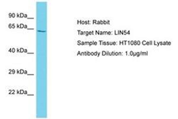 LIN54 Antikörper  (AA 354-403)