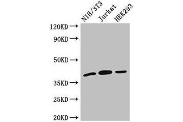 SPRY2 Antikörper  (AA 2-97)